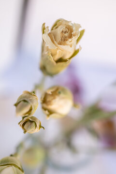 botones de flores blancas con desenfoque vertical