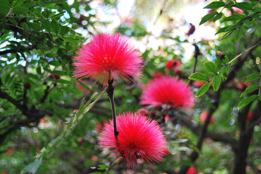 Flores de plumerillo rojo, Calliandra haematocephala flores en primer plano