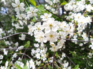 White petals of blooming cherry blossoms. It's spring.