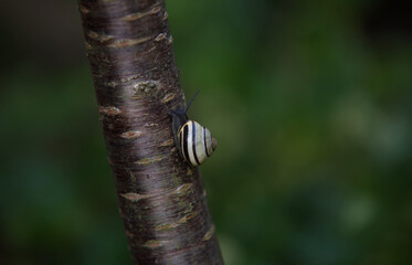 snail on the branch