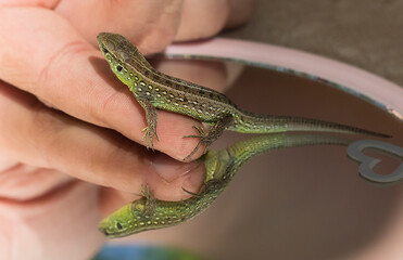 The lizard sits on a child's finger.