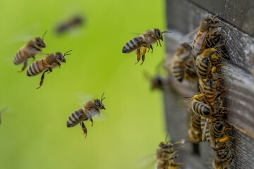 Bienenstock Bienen bei der Arbeit