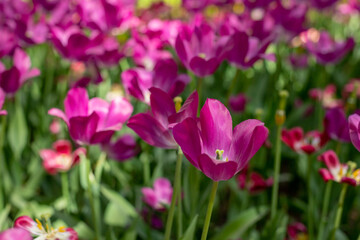 Obraz premium Beautiful pink blooming tulip.field of blooming pink tulips in spring garden on sunny warm day.