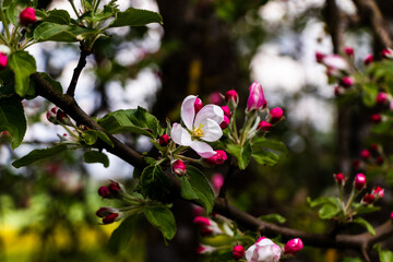 Blooming pink white apple tree blossom with a yellow center and pink buds and small leaves. Blurred background