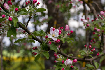 Blooming pink white apple tree blossom with a yellow center and pink buds and small leaves. Blurred background
