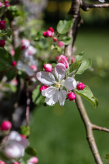 Large flowering pink white apple tree blossom with yellow center and pink buds and small leaves. Blurred background