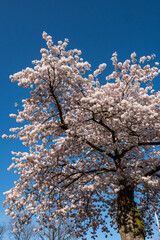 beautiful and dense pink cherry flowers blooming on the branches under the clear blue sky in the park