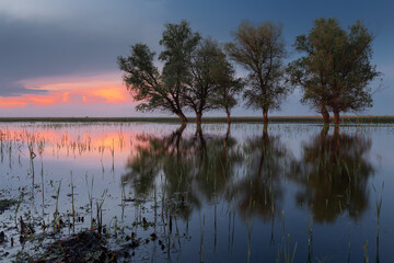 A sunset landscape featuring a group of deciduous trees standing on the edge of a lake among a vast flat meadow with reflections in still water against a colorful sky