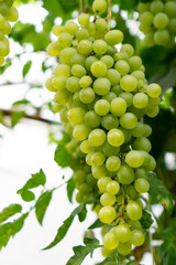 A fresh bunch of grapes grown in a greenhouse.
