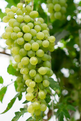 A fresh bunch of grapes grown in a greenhouse.
