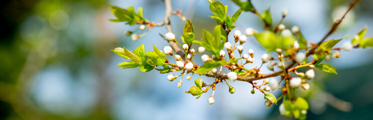 apple blossoms in spring on blurred background.branch of apple tree with many flowers.white flowers on tree btanch. spring background.