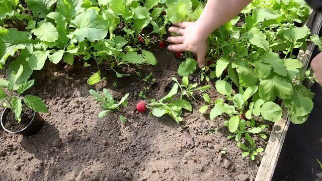 Person picking the radishes (Raphanus raphanistrum subsp. sativus), edible root vegetable growing in soil in the graden, organic food concept.