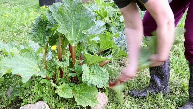 Woman person picking fresh Rhubarb (Rheum rhabarbarum) in spring outdoors. Fresh seasonal food.
