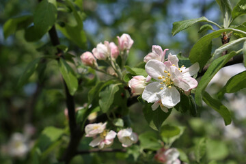 Apple blossom on a branch in spring garden. White flowers with leaves in sunny day