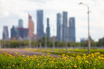 View of the skyscrapers of Moscow City from the territory of the Moscow racecourse. Yellow dandelions are in the foreground. Focus on flowers