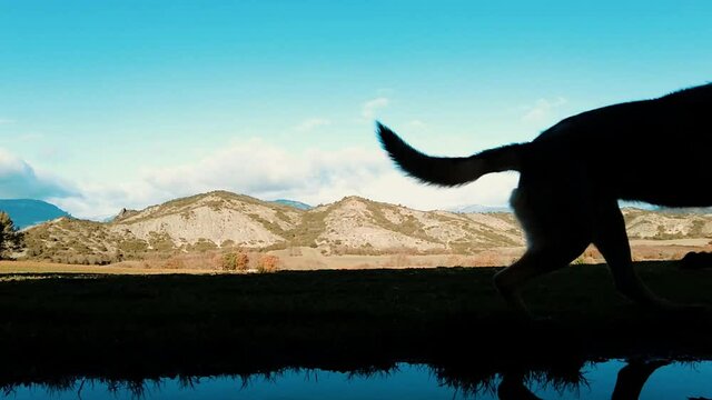 Slow motion of a  wolfdog  running in a rural outdoor area with a puddle. Ayegui, Navarre, Spain, Europe.