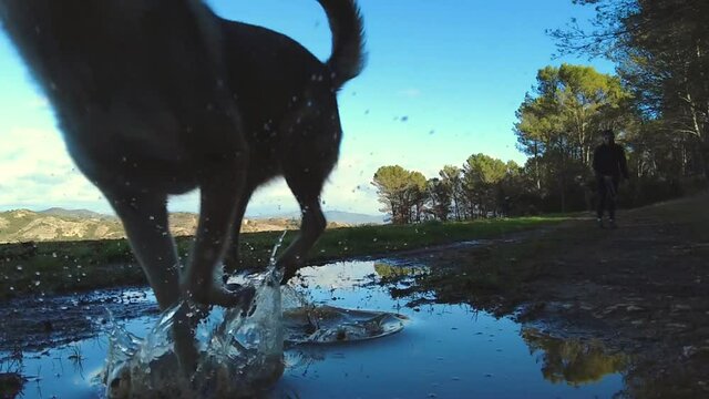 Slow motion of a  wolfdog  running in a rural outdoor area with a puddle. Ayegui, Navarre, Spain, Europe.