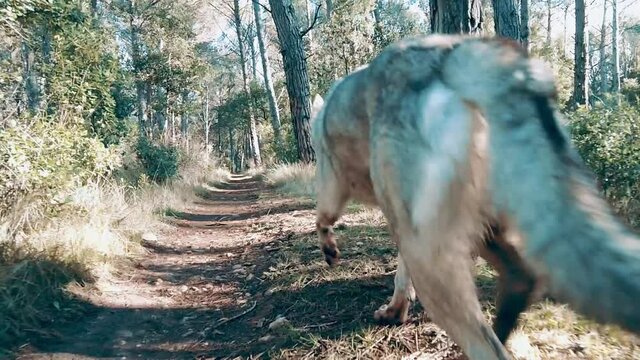 Slow motion of a  wolfdog  walking in a path in a forestal area. Ayegui, Navarre, Spain, Europe.