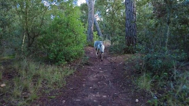 Slow motion of a  wolfdog  walking in a path in a forestal area. Ayegui, Navarre, Spain, Europe.