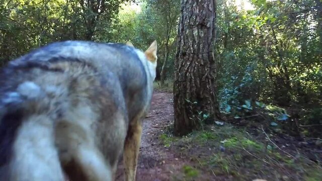 Slow motion of a  wolfdog  walking in a path in a forestal area. Ayegui, Navarre, Spain, Europe.