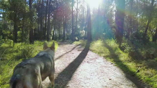 Slow motion of a  wolfdog  walking in a path in a forestal area. Ayegui, Navarre, Spain, Europe.
