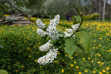 White flowers of bird cherry, Rosaceae, hackberry, hagberry, Prunus padus or Mayday tree. Blurred background of yellow dandelion field and trees in spring.