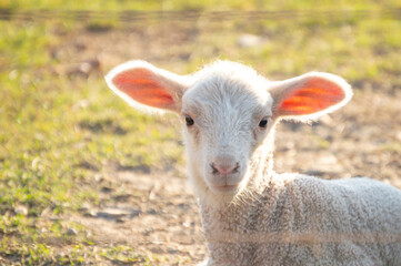 Little lamb