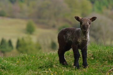 Lamb in the field 