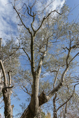 Olive tree