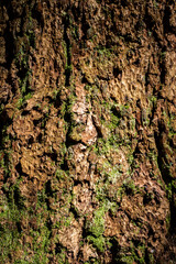 Tree bark texture. Coniferous tree in the national park