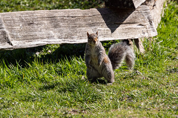 one cute grey squirrel standing on the green grass near the wooden fence in the park on a sunny day
