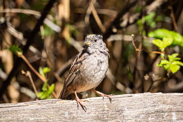one cute sparrow with messy feather on its head standing on the wooden fence under the sun in the park