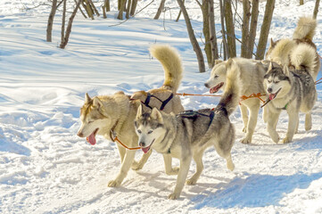 siberian huskys at race in winter