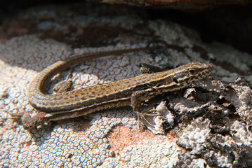 Close-up of a european common lizard on sandstone rock