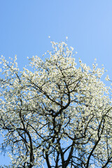 Blooming white flowers on an apple tree in spring