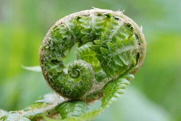 A close-up of young Matteuccia struthiopteris crosier- common names ostrich fern, fiddlehead fern or shuttlecock fern. In Japan it is known as kogomi or kusasotetsu and is eaten every day as vegetable © Iwona