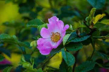 Beautiful, delicate wild rose flower in the summer. Pink wildflowers of Northern Europe.