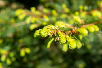 Spring trees in the national nature park