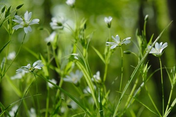Little white flowers of chickweed (Stellaria holostea) in the forest