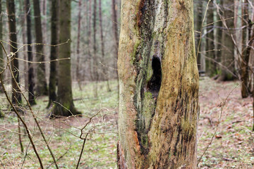 Hollow inside a dead tree in the forest
