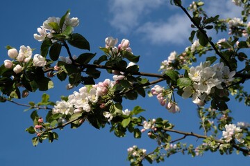 Blossoming apple tree -branch with flowers of fruit tree against the blue sky background in spring 