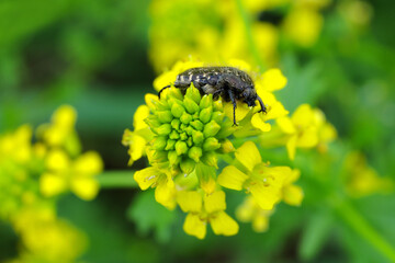 Trauer-Rosenkäfer Oxythyrea funesta auf gelber Blüte und grüner Hintergrund - Stockfoto