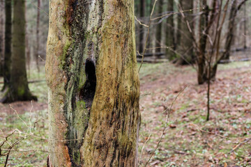 Hollow inside a dead tree in the forest
