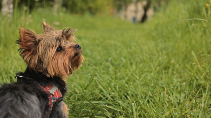 A Yorkshireterrier  © Sebastian