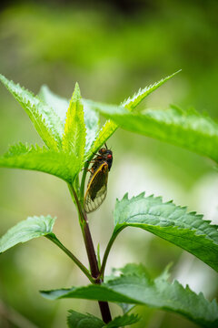 Brood-X 17 Year Periodic Cicada Hanging Out Under A Leaf On A Plant