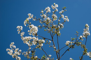 Spring flowering cherry tree. Branches of white flowers against a blue sky.
