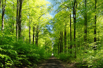 Fototapeta na wymiar Waldweg zum Horizont mit grünen Laubbäumen im Frühling bei Sonnenschein - Stockfoto