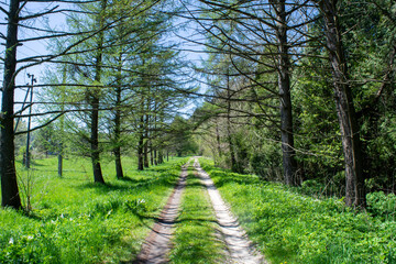 Obraz premium Spring trees in the national nature park