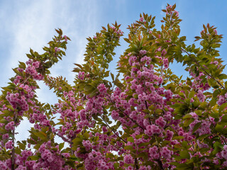 Wiosna - drzewo w różowych kwiatach
