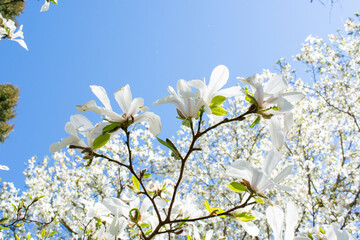 White magnolia flowers in spring on a background of blue sky